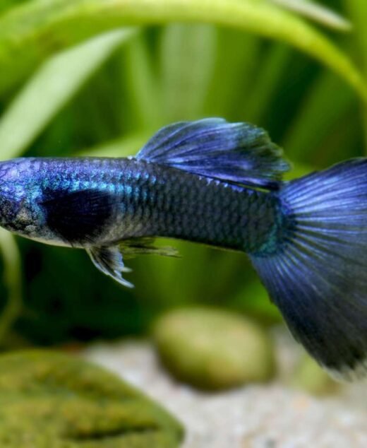 Guppy Moscow Blue XL - (Poecilia reticulata)