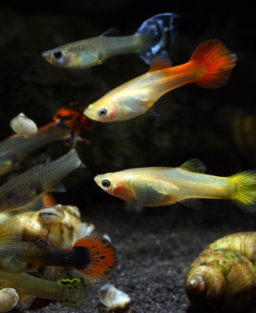 Guppy Mix – Poecilia reticulata