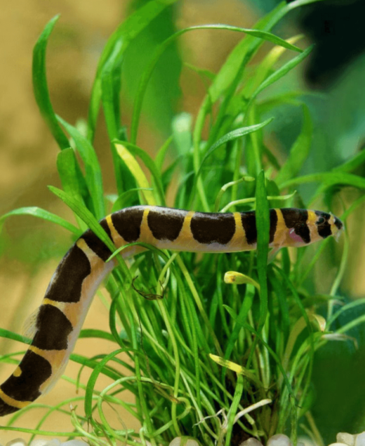 Kuhli Loach (Pangio kuhli) – Akvarijumska ribica čistač dna