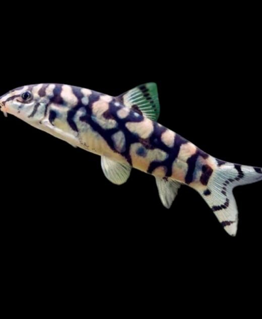 Botia Lokayata – Botia lohachata