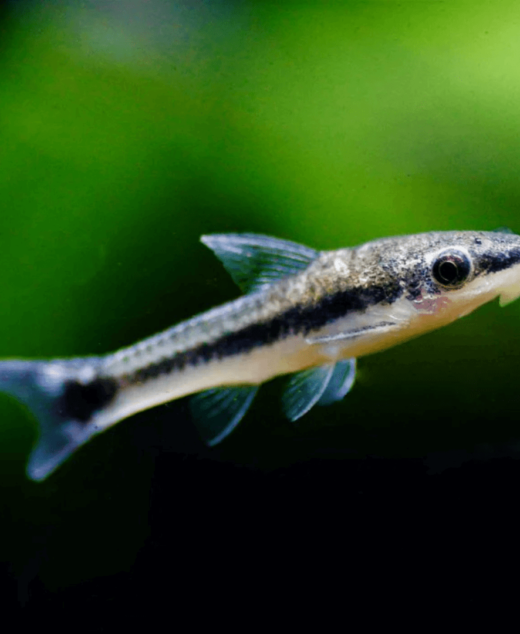 Otocinclus – Otocinclus affinis