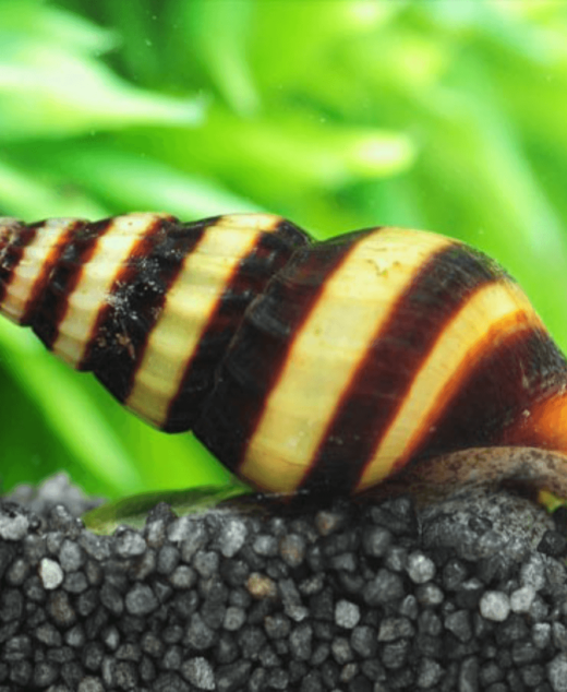 Puž ubica Helena (Anentome helena) – Prirodno rešenje za suzbijanje puževa