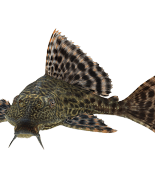 Plecostomus Sucking Cat (Hypostomus plecostomus) – Čistač akvarijuma - 5cm