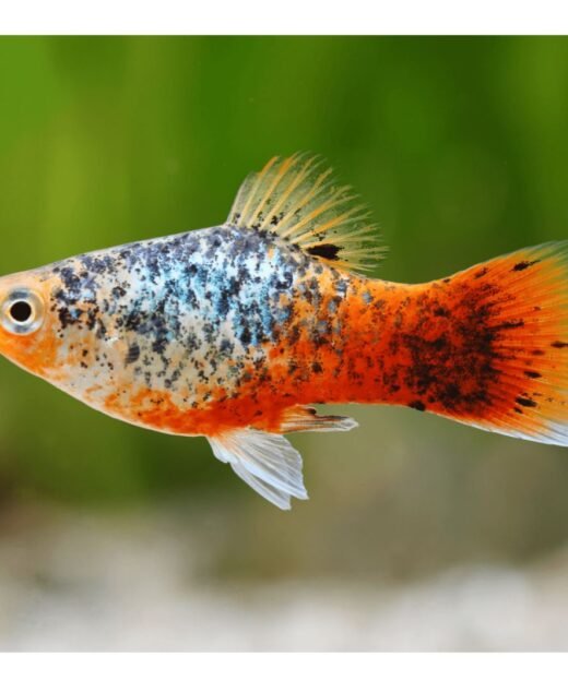 Platy Calico (Xiphophorus maculatus) – Šarena akvarijumska ribica