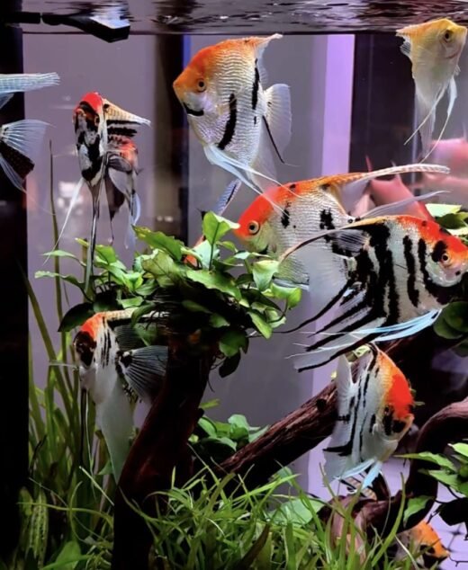 Skalar Tricolor Koi (Pterophyllum scalare) – Akvarijumska riba