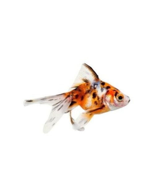 Calico Fantail Goldfish