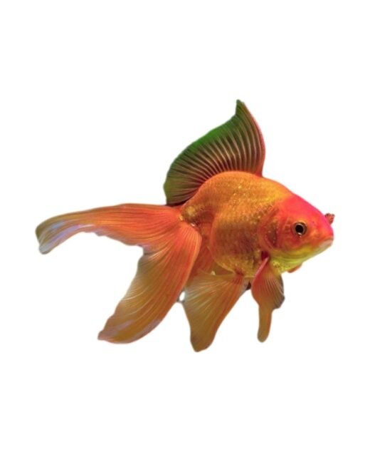Red Fantail Goldfish