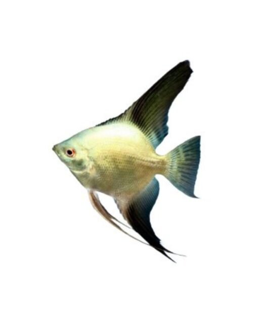 Skalar Bulgarian Angel