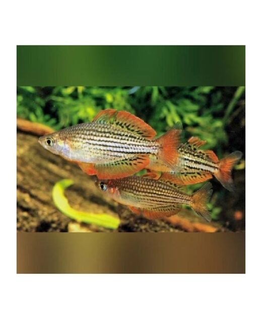 Melanotaenia maccullochi