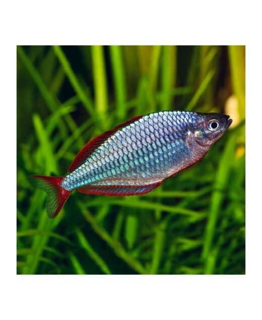 Melanotaenia praecox