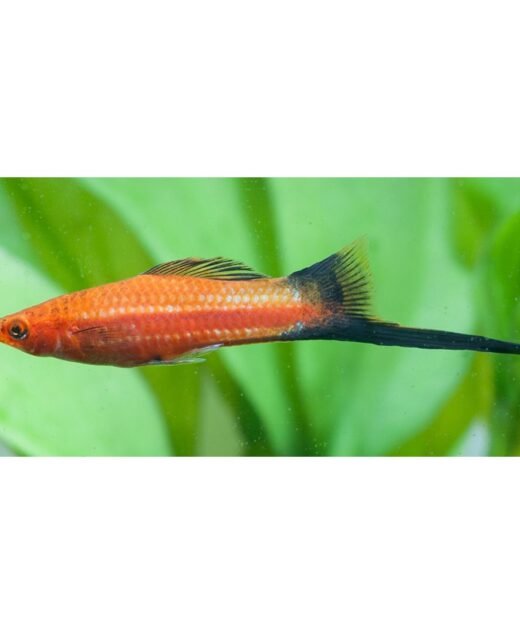 Ribica Xiphophorus Helleri