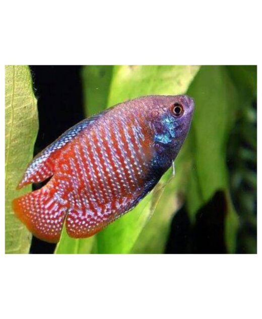 UV Blood Red Patuljasti Gurami