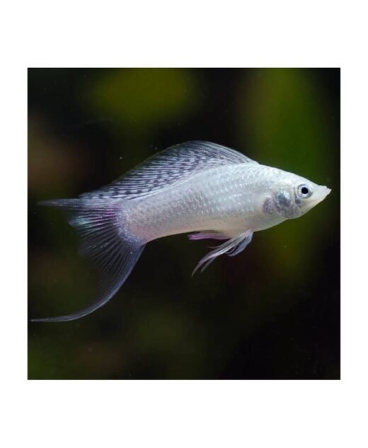 UV Silver Molly Lyretail (Poecilia latipinna)