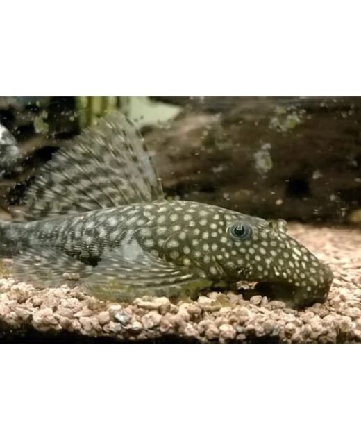 Ancistrus - Ribica brkati som