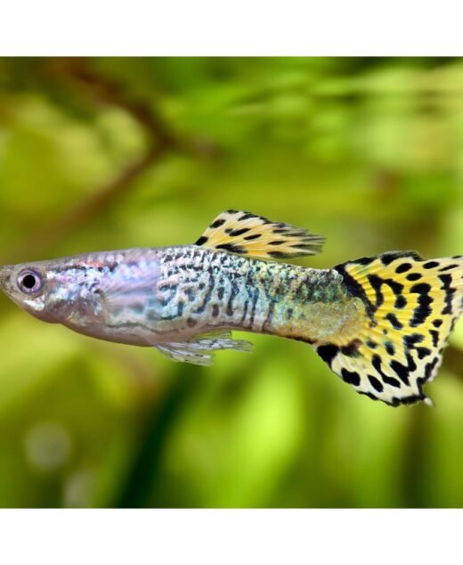 Guppy Green Cobra